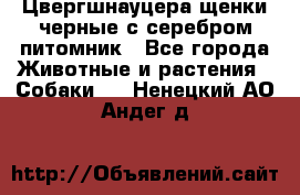 Цвергшнауцера щенки черные с серебром питомник - Все города Животные и растения » Собаки   . Ненецкий АО,Андег д.